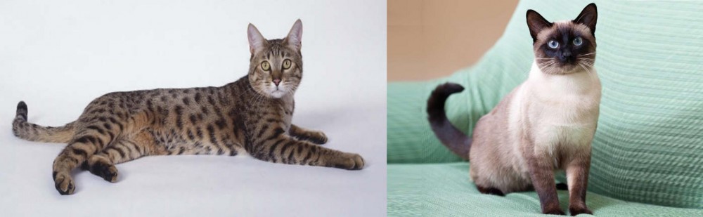 Traditional Siamese vs California Spangled Cat - Breed Comparison