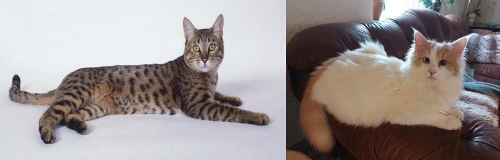 Turkish Van vs California Spangled Cat - Breed Comparison