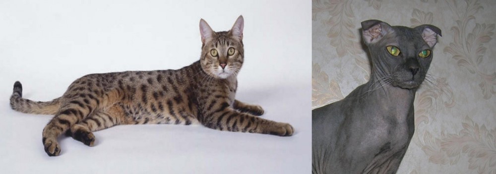 Ukrainian Levkoy vs California Spangled Cat - Breed Comparison