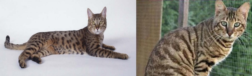 Ussuri vs California Spangled Cat - Breed Comparison
