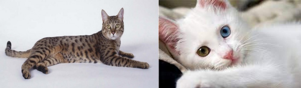 Van Kedisi vs California Spangled Cat - Breed Comparison