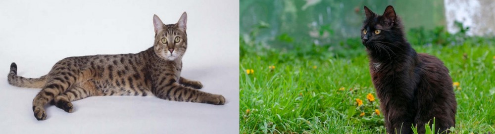 York Chocolate Cat vs California Spangled Cat - Breed Comparison