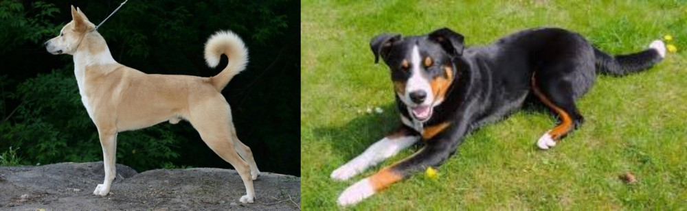 Appenzell Mountain Dog vs Canaan Dog - Breed Comparison