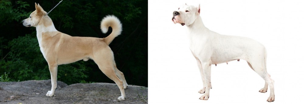 Argentine Dogo vs Canaan Dog - Breed Comparison