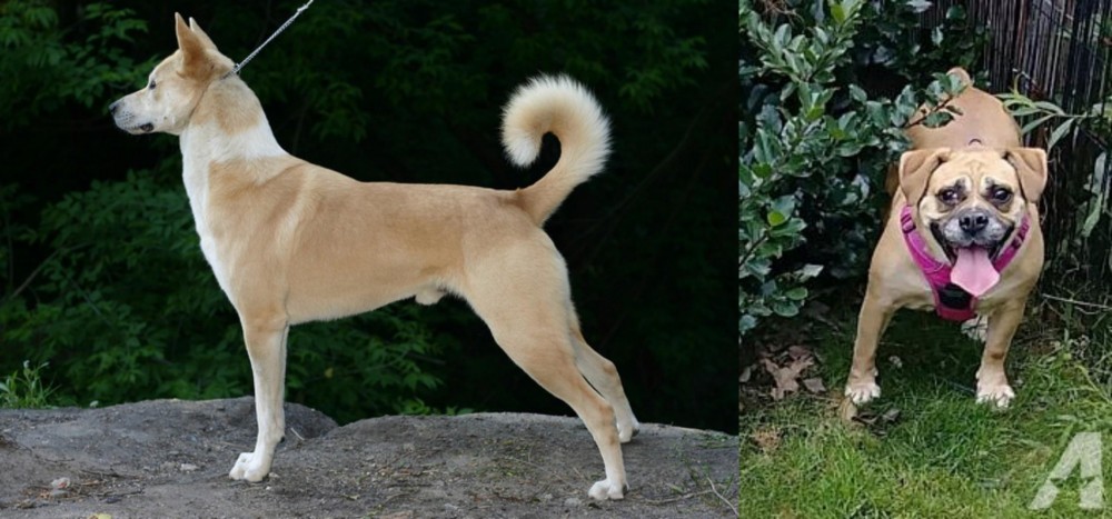Beabull vs Canaan Dog - Breed Comparison
