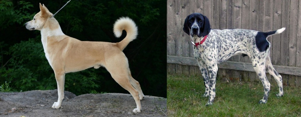 Braque d'Auvergne vs Canaan Dog - Breed Comparison