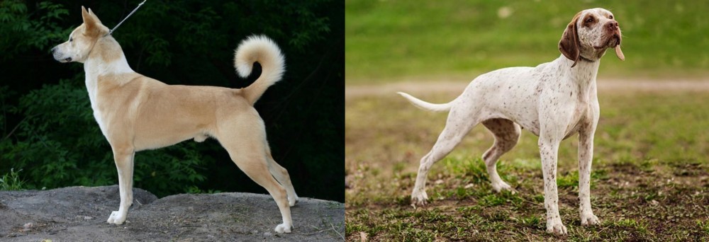 Braque du Bourbonnais vs Canaan Dog - Breed Comparison