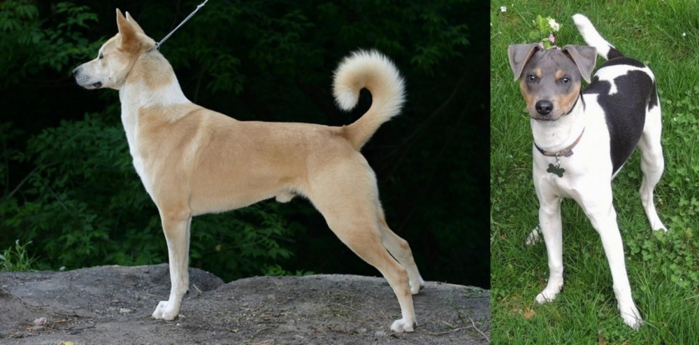 Brazilian Terrier vs Canaan Dog - Breed Comparison