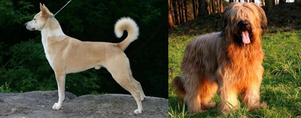 Briard vs Canaan Dog - Breed Comparison