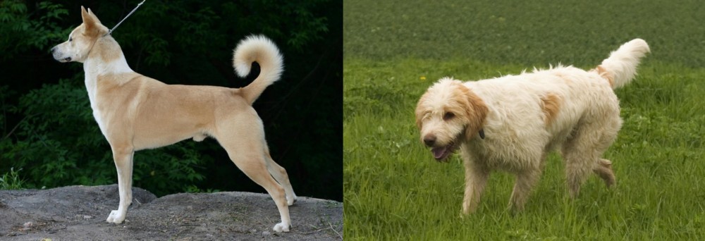 Briquet Griffon Vendeen vs Canaan Dog - Breed Comparison