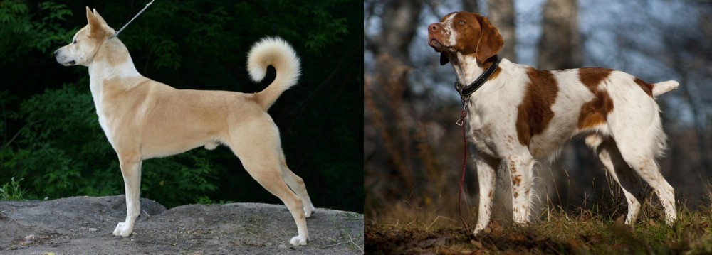 Brittany vs Canaan Dog - Breed Comparison