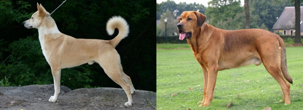 Broholmer vs Canaan Dog - Breed Comparison