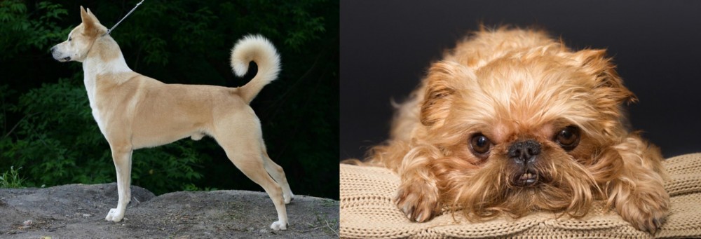 Brug vs Canaan Dog - Breed Comparison
