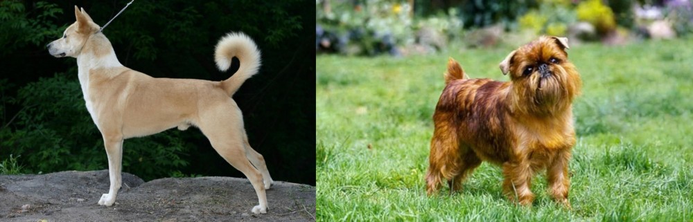 Brussels Griffon vs Canaan Dog - Breed Comparison
