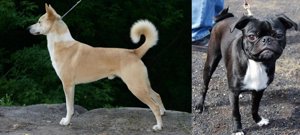 Bugg vs Canaan Dog - Breed Comparison