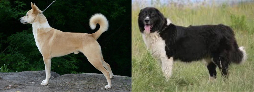 Bulgarian Shepherd vs Canaan Dog - Breed Comparison