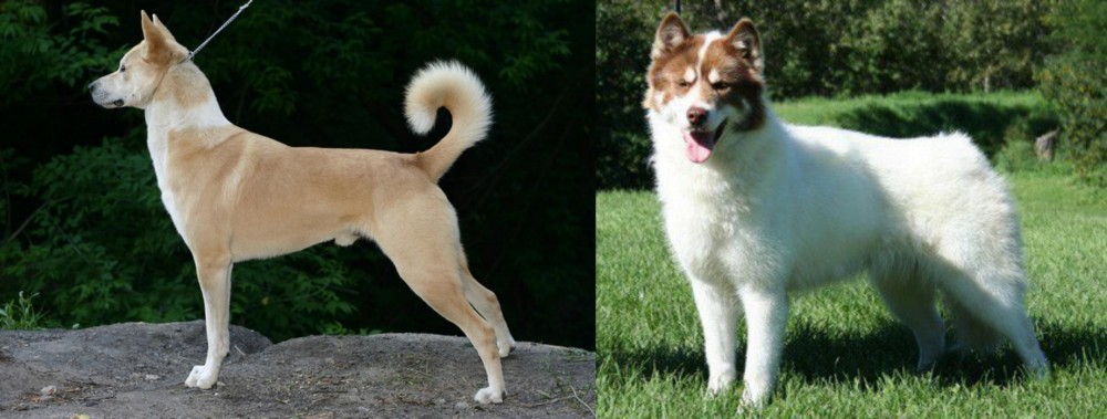 Canadian Eskimo Dog vs Canaan Dog - Breed Comparison