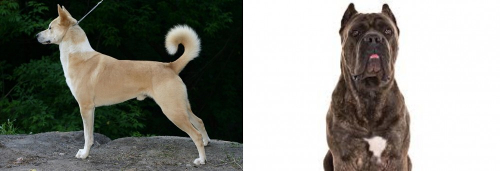 Cane Corso vs Canaan Dog - Breed Comparison