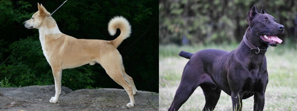 Canis Panther vs Canaan Dog - Breed Comparison