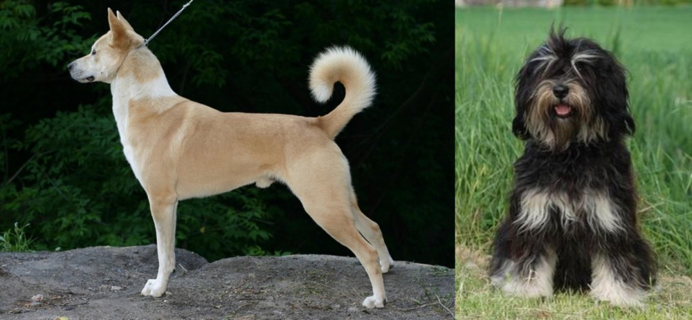 Cao da Serra de Aires vs Canaan Dog - Breed Comparison