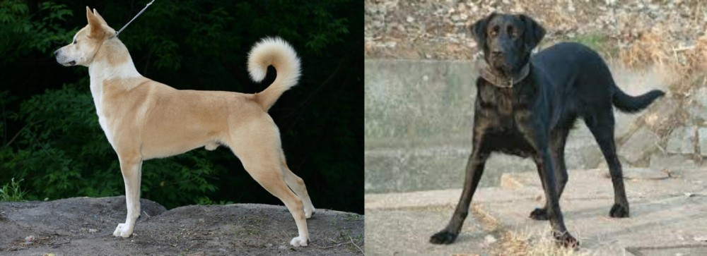 Cao de Castro Laboreiro vs Canaan Dog - Breed Comparison