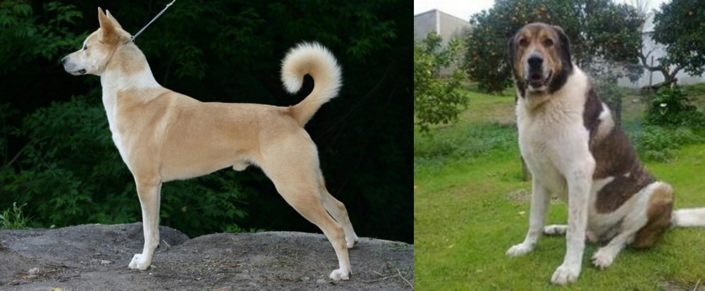 Cao de Gado Transmontano vs Canaan Dog - Breed Comparison