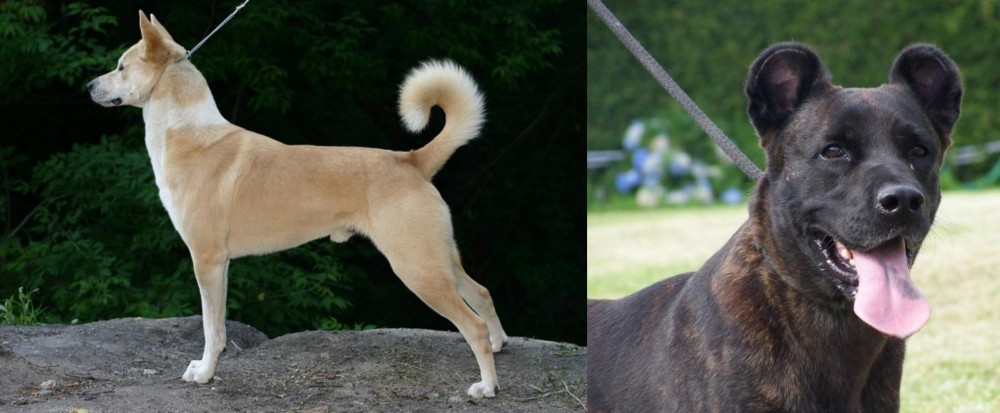 Cao Fila de Sao Miguel vs Canaan Dog - Breed Comparison
