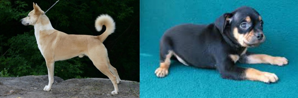 Carlin Pinscher vs Canaan Dog - Breed Comparison