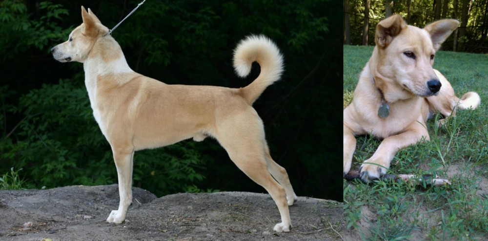Carolina Dog vs Canaan Dog - Breed Comparison