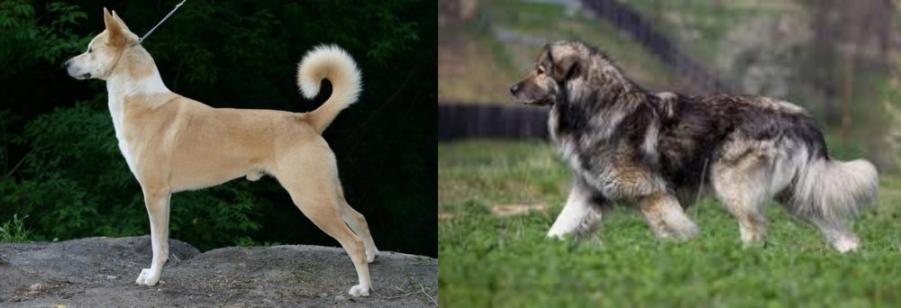 Carpatin vs Canaan Dog - Breed Comparison