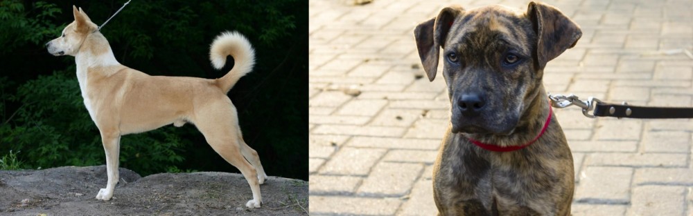 Catahoula Bulldog vs Canaan Dog - Breed Comparison