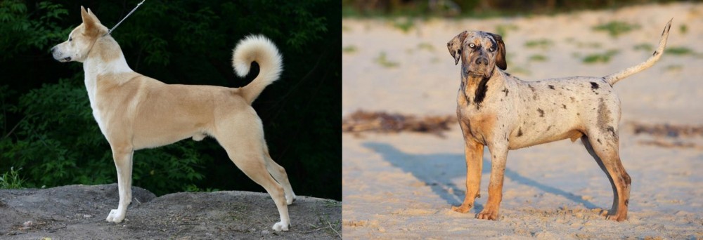 Catahoula Cur vs Canaan Dog - Breed Comparison
