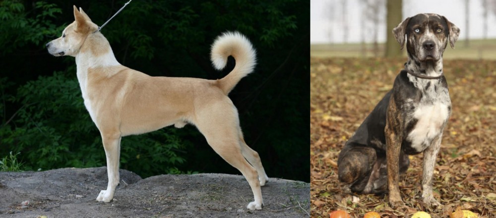 Catahoula Leopard vs Canaan Dog - Breed Comparison