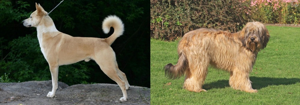 Catalan Sheepdog vs Canaan Dog - Breed Comparison