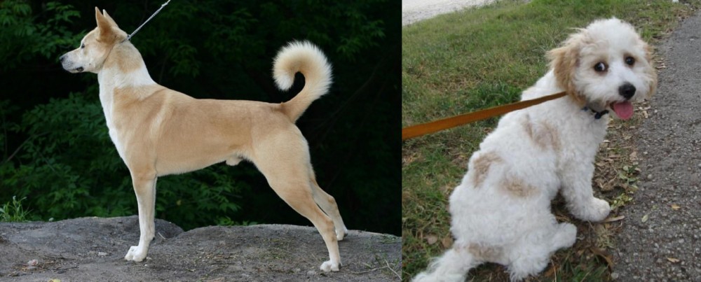 Cavachon vs Canaan Dog - Breed Comparison