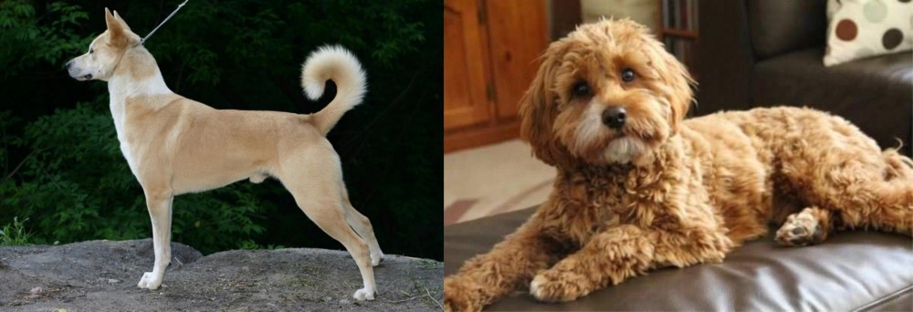 Cavapoo vs Canaan Dog - Breed Comparison