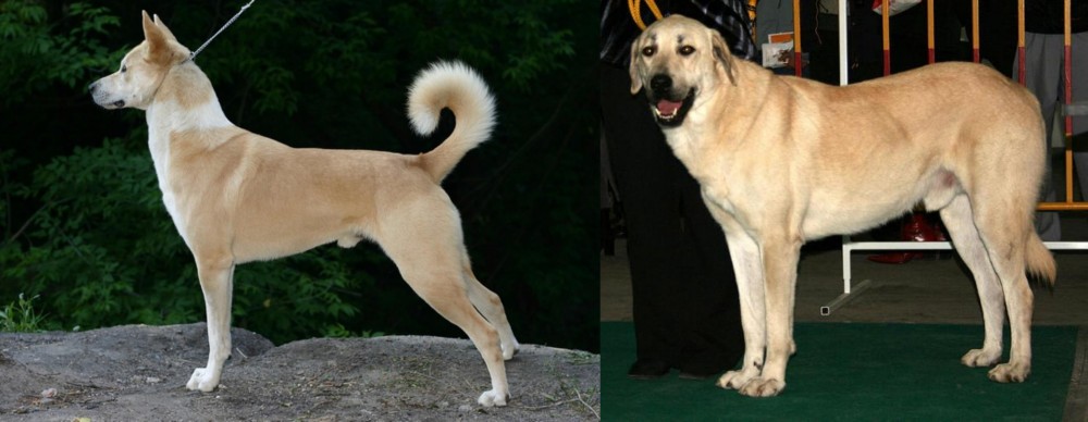 Central Anatolian Shepherd vs Canaan Dog - Breed Comparison