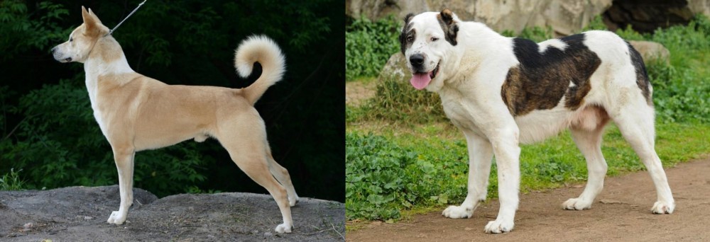 Central Asian Shepherd vs Canaan Dog - Breed Comparison