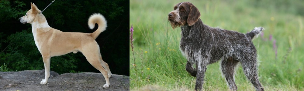 Cesky Fousek vs Canaan Dog - Breed Comparison