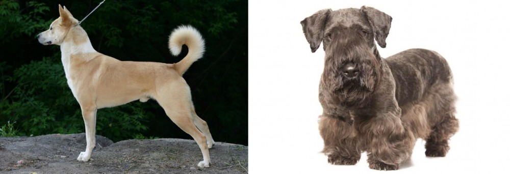 Cesky Terrier vs Canaan Dog - Breed Comparison