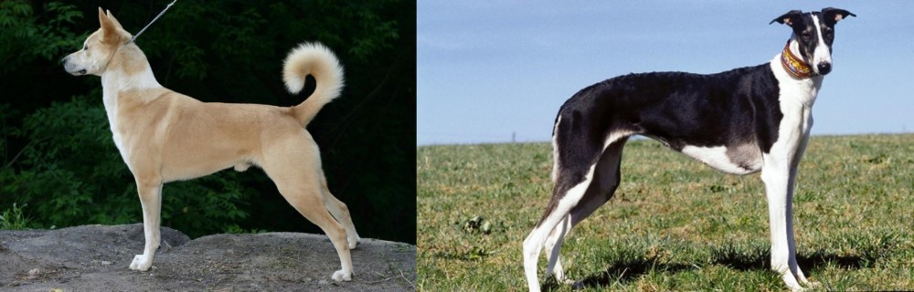 Chart Polski vs Canaan Dog - Breed Comparison