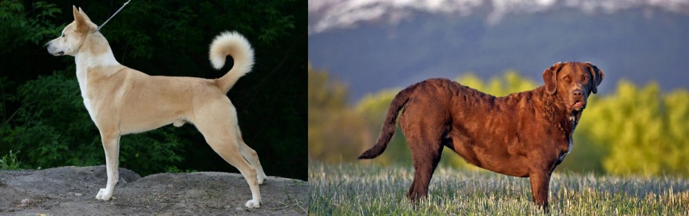 Chesapeake Bay Retriever vs Canaan Dog - Breed Comparison