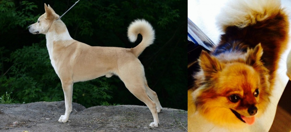 Chiapom vs Canaan Dog - Breed Comparison
