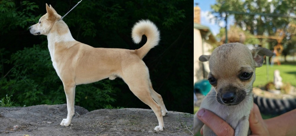 Chihuahua vs Canaan Dog - Breed Comparison