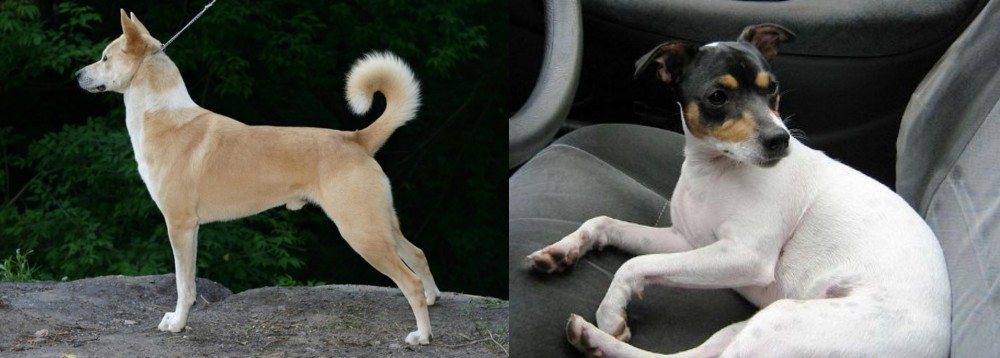 Chilean Fox Terrier vs Canaan Dog - Breed Comparison