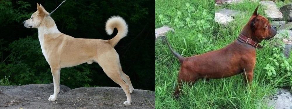 Chinese Chongqing Dog vs Canaan Dog - Breed Comparison