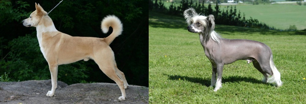 Chinese Crested Dog vs Canaan Dog - Breed Comparison