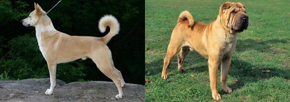 Chinese Shar Pei vs Canaan Dog - Breed Comparison