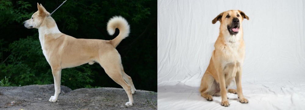 Chinook vs Canaan Dog - Breed Comparison