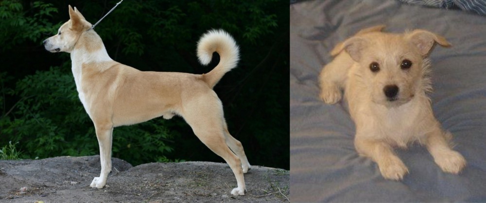 Chipoo vs Canaan Dog - Breed Comparison